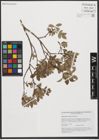 Foto von Salix starkeana subsp. cinerascens (Wahlenb.) Hultén